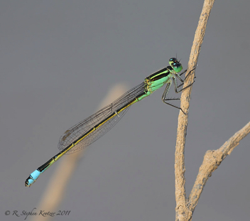 Ischnura ramburii, female